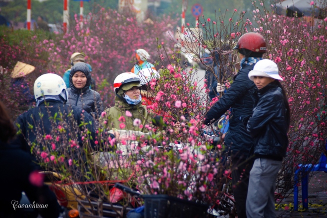 chợ hoa hà nội